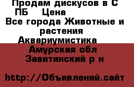 Продам дискусов в С-ПБ. › Цена ­ 3500-4500 - Все города Животные и растения » Аквариумистика   . Амурская обл.,Завитинский р-н